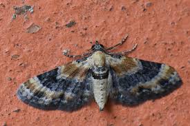 Attēlu rezultāti vaicājumam “Eupithecia linariata”