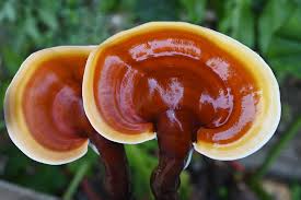 Attēlu rezultāti vaicājumam “Ganoderma lucidum”