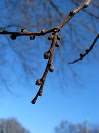 Attēlu rezultāti vaicājumam “Ulmus x hollandica”