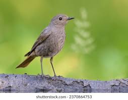 Attēlu rezultāti vaicājumam “Phoenicurus phoenicurus female”