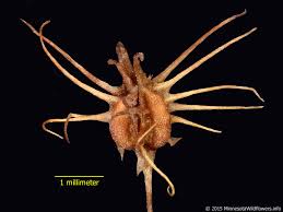 Attēlu rezultāti vaicājumam “Rumex maritimus fruit”