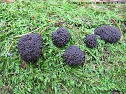 Attēlu rezultāti vaicājumam “Tubifera ferruginosa (subsp. ferruginosa) sessile”