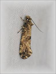 Attēlu rezultāti vaicājumam “Morophaga choragella”