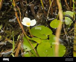 Attēlu rezultāti vaicājumam “Hydrocharis morsus-ranae bud”