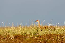 Attēlu rezultāti vaicājumam “Grus grus eggs”