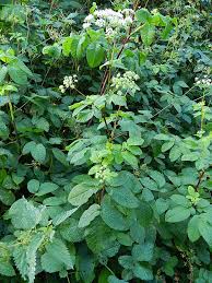 Attēlu rezultāti vaicājumam “Chaerophyllum aromaticum”