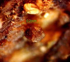 Attēlu rezultāti vaicājumam “Licea minima”