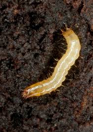 Attēlu rezultāti vaicājumam “Elateridae larva”