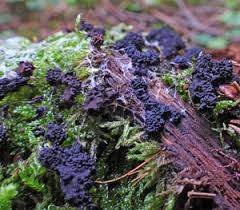 Attēlu rezultāti vaicājumam “Symphytocarpus impexus young”