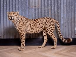 Afbeeldingsresultaat voor cheeta