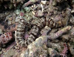 Attēlu rezultāti vaicājumam “Ophiotheca chrysosperma”