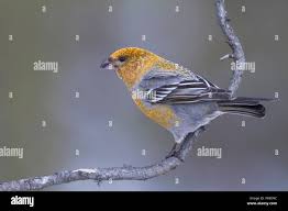 Attēlu rezultāti vaicājumam “Pinicola enucleator”