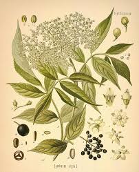 Attēlu rezultāti vaicājumam “Sambucus nigra flower”