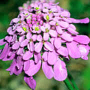 Image result for Iberis umbellata