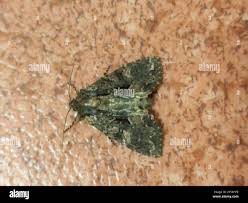 Attēlu rezultāti vaicājumam “Mniotype satura”