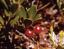 Attēlu rezultāti vaicājumam “Arctostaphylos uva-ursi fruit”
