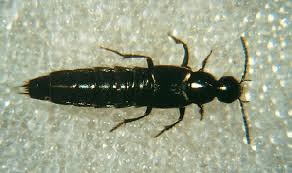 Billedresultat for rovbille