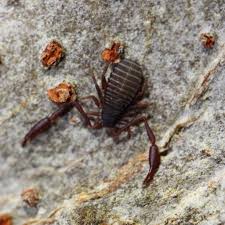 Attēlu rezultāti vaicājumam “Choerades sp.”