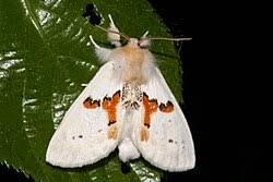 Attēlu rezultāti vaicājumam “Leucodonta bicoloria imago”