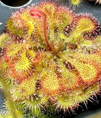 Image result for Drosera