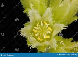 Attēlu rezultāti vaicājumam “Jovibarba globifera flower”