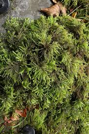 Attēlu rezultāti vaicājumam “Thamnobryum subserratum”