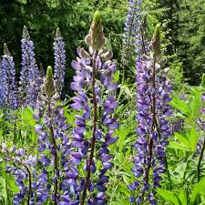 Image result for Lupinus polyphyllus Lindl.