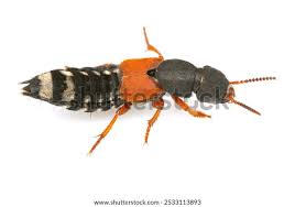 Attēlu rezultāti vaicājumam “Staphylinidae”