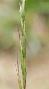 Attēlu rezultāti vaicājumam “Helictotrichon pratense leaf”