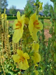 Attēlu rezultāti vaicājumam “Verbascum densiflorum flower”