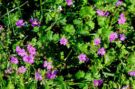 Attēlu rezultāti vaicājumam “Geranium pusillum”