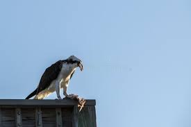 Attēlu rezultāti vaicājumam “Pandion haliaetus adult”