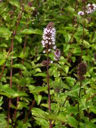 Image result for Menta x piperita