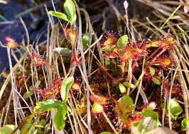 Attēlu rezultāti vaicājumam “Drosera rotundifolia”