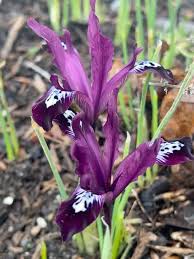 Attēlu rezultāti vaicājumam “Iris reticulata”