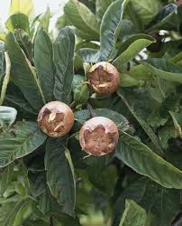 Attēlu rezultāti vaicājumam “Mespilus germanica fruit”