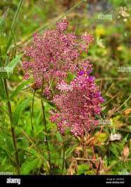 Attēlu rezultāti vaicājumam “Daucus sativus flower”