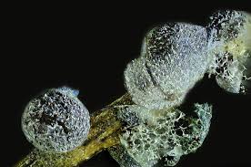 Attēlu rezultāti vaicājumam “Badhamia foliicola macro”