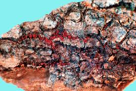 Attēlu rezultāti vaicājumam “Nectria sp., Neonectria sp.”