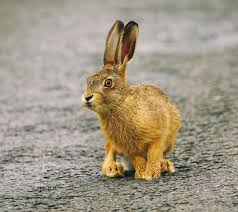 Attēlu rezultāti vaicājumam “Lepus europaeus”