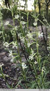 Attēlu rezultāti vaicājumam “Silene tatarica”