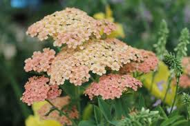 Attēlu rezultāti vaicājumam “Achillea salicifolia flower”