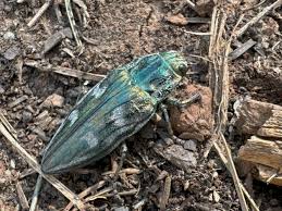 Attēlu rezultāti vaicājumam “Chalcophora mariana”