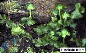 Attēlu rezultāti vaicājumam “Reboulia hemisphaerica”