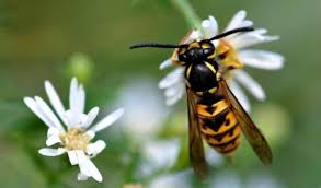 Attēlu rezultāti vaicājumam “Vespula germanica”