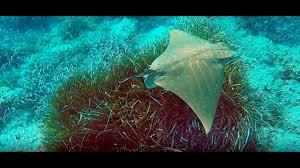 Image result for Aetomylaeus bovinus
