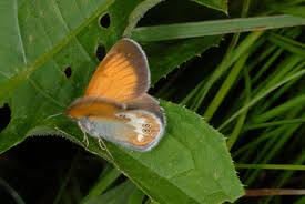 Attēlu rezultāti vaicājumam “Coenonympha arcania underside”