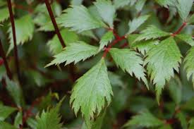 Attēlu rezultāti vaicājumam “Astilbe chinensis leaf”