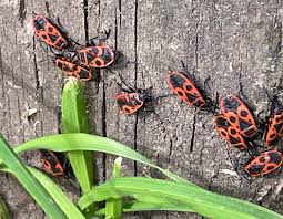 Attēlu rezultāti vaicājumam “Pyrrhocoris apterus”