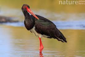 Attēlu rezultāti vaicājumam “Ciconia nigra”